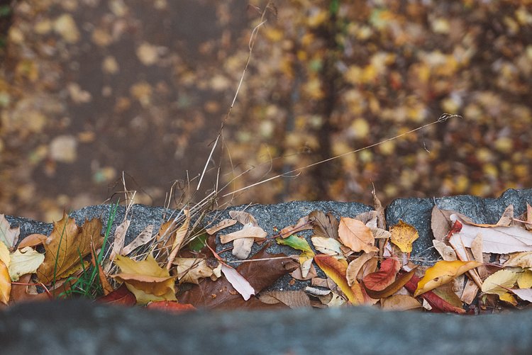 Autumn in Central Park