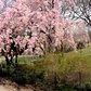 ⁴ᴷ⁶⁰ Walking NYC : Fort Tryon Park, The Cloisters, Fort Washington Avenue & Broadway