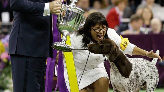 CJ, German shorthaired pointer wins dog show https://t.co/pDgdSCxmrO https://t.co/GTwVKnDmLU