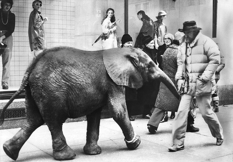 March 1980: “Please keep walking and react to the elephant,” instructed the man with the megaphone who trailed the creature; apparently, it was for a film. But if this picture is any indication, it seems the window mannequins were more reactive than your average New Yorker, right, who just wanted to get where he was going.“
