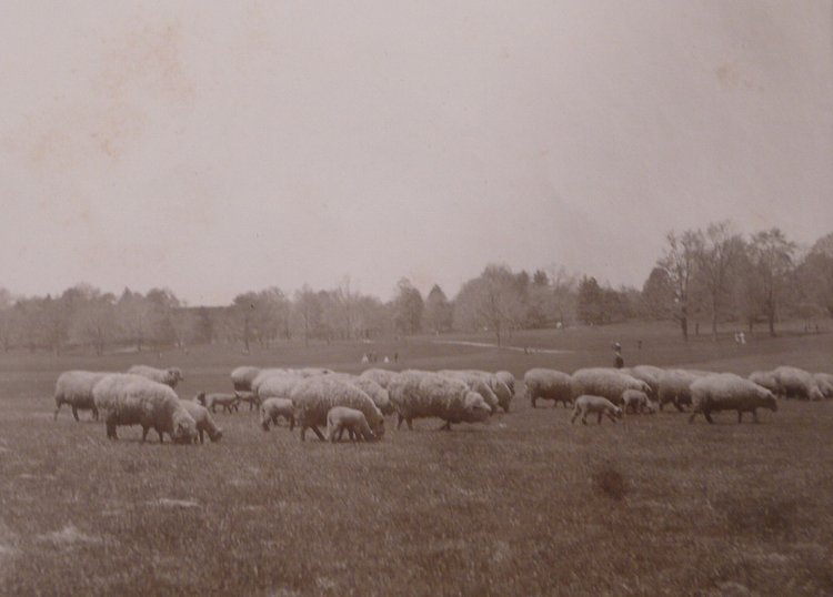 Sheep In Brooklyn's Prospect Park, 1901