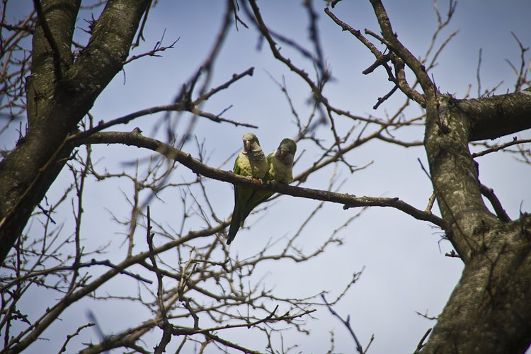 Monk parakeets observed in their adoptative habitat of Flatbush, Brooklyn.