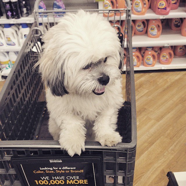 Celebrating #NationalPuppyDay by taking @yoda_the_shihtzu to his favorite place on earth: @bedbathandbeyond 🐶💛