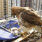 Hawk Babies Hatch on UWS Fire Escape