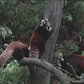 Red Pandas Debut At Prospect Park Zoo