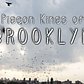 Pigeon Kings of Brooklyn