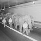 46 years ago, a herd of circus animals trekked through the Lincoln Tunnel