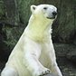 Tundra the Polar Bear resides at the Bronx Zoo.