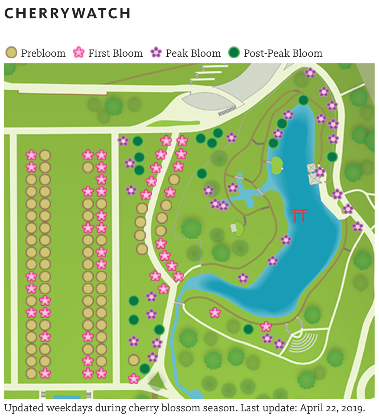 Brooklyn Botanic Garden's Cherry Watch (screenshot)