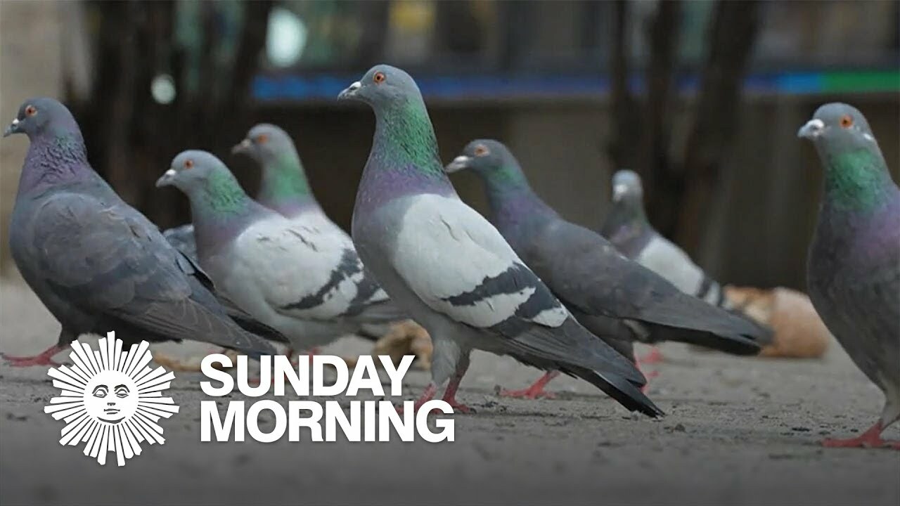 [WATCH] The Secret Life of NYC Pigeons | Viewing NYC