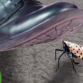 Why You Should STOMP Every Spotted Lanternfly