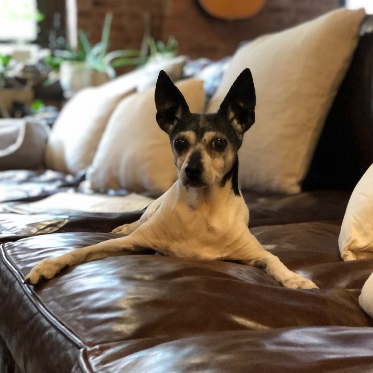 We’ve never seen Foxie sit like this before. Cute or weird?
