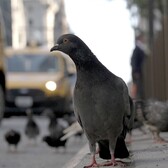 The Pigeon Gangs of NYC