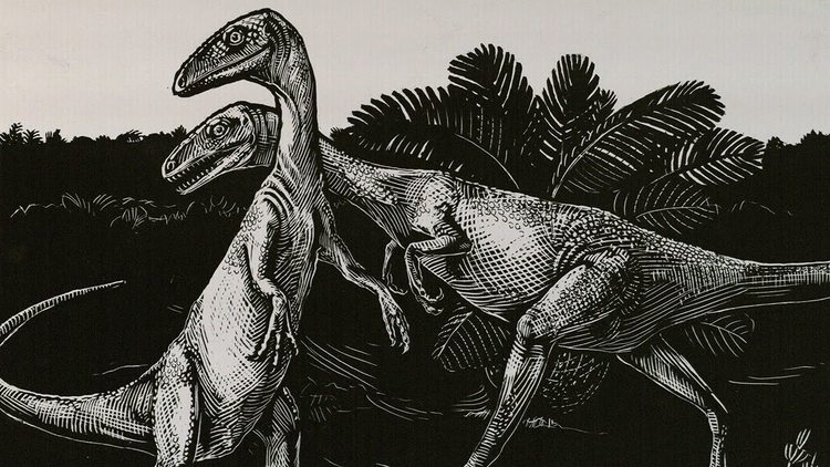 American Museum of Natural History's Shelf Life Video Series Covers The ...