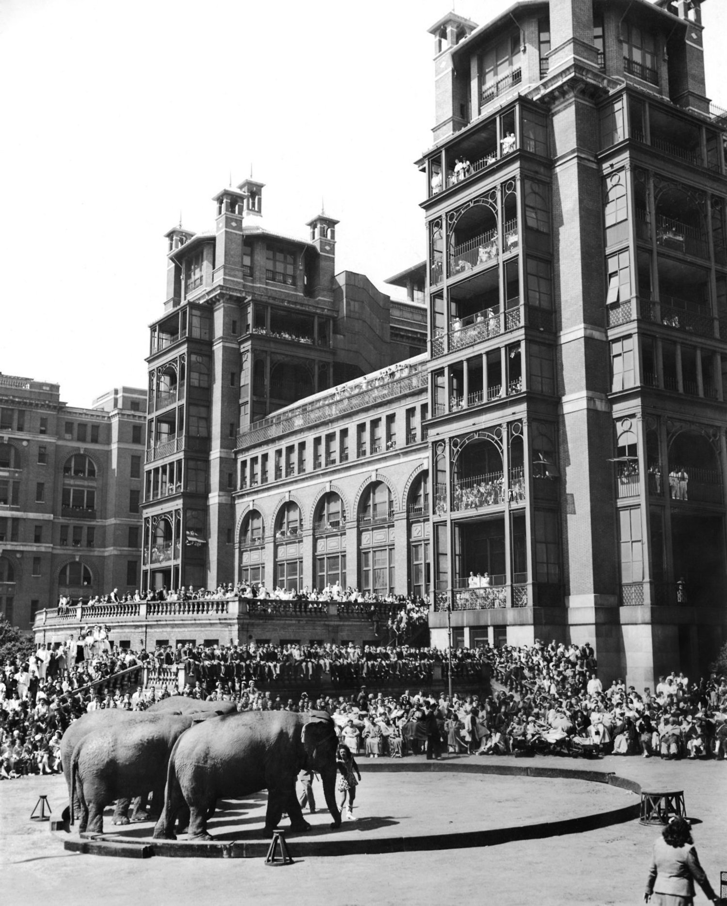 May 2, 1946: On its annual visit to Bellevue Hospital in Manhattan, the Ringling Brothers and Barnum & Bailey Circus drew record-breaking crowds — a “throng of 6,000, including outgoing patients, and more than a generous sprinkling of neighborhood youngsters” The Times reported. “For many, it was their first circus,” The Times explained, “such as tiny Oscar Turner, 5, wrapped in a pink bathrobe several sizes too large, who gave his nurse a most busy time. Oscar kept up a frequent charge to the red arena. He dared the elephants, he challenged the clowns, he laughed and pranced. ‘Great medicine,’ said Pat Valdo, the Big Show’s Ringmaster.”