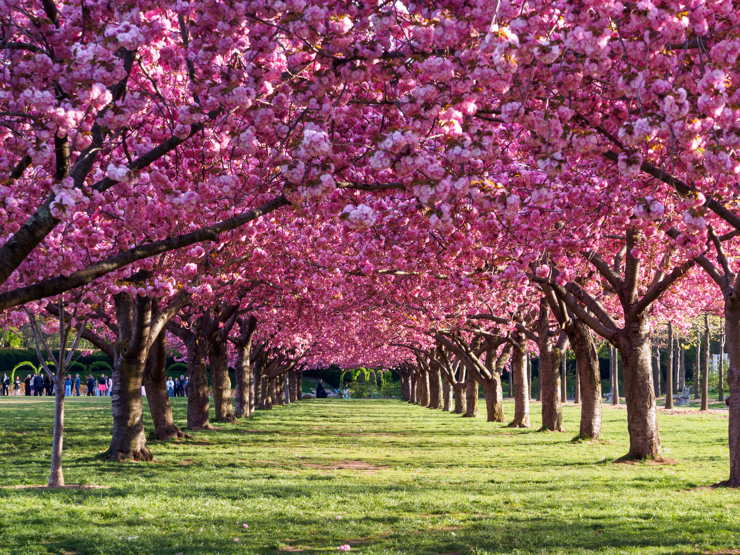 Cherry Blossoms | Brooklyn Botanic Garden