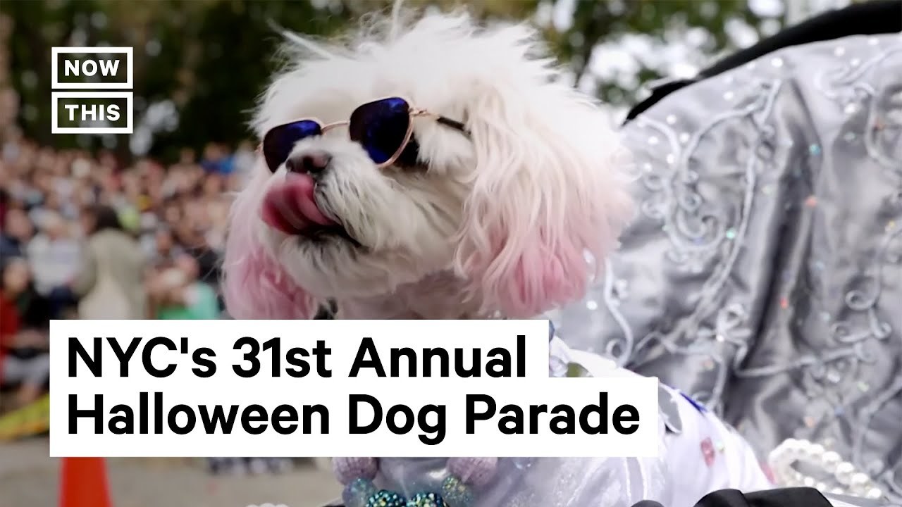 [VIDEO] The Best of New York City's Halloween Dog Parade Viewing NYC
