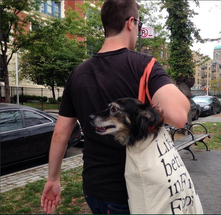 @alexromano @ttayl0r @Gothamist lol totally done this with my dog on the subway. https://t.co/sXfJEGBDDd