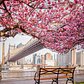 Cherry Walk, Roosevelt Island, New York