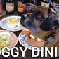 Do Dogs Belong at Restaurants?