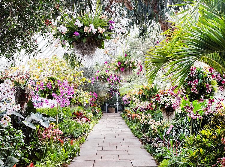 The show took two weeks to put together but months of cultivating to make sure the buds bloomed at the same time, said Marc Hachadourian, Director of Nolen Greenhouses for the New York Botanical Garden.