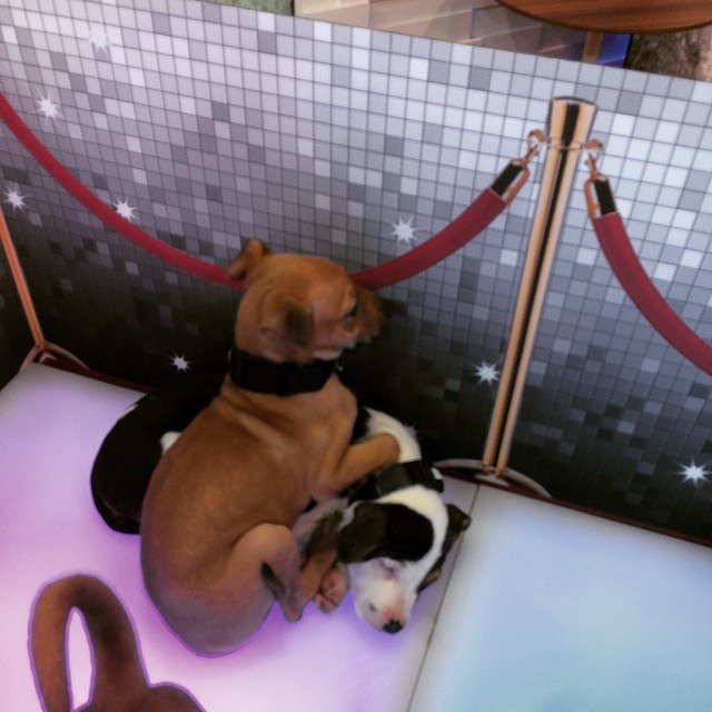 Just hanging on my buddy, nbd! Happy #NationalPuppyDay on @GMA