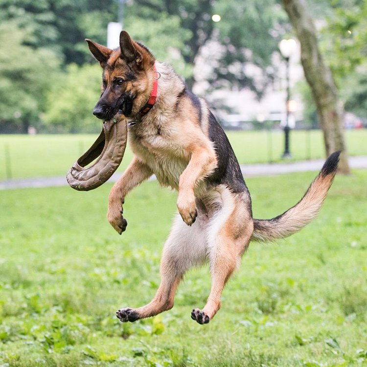 Jasmine, German Shepherd (2 y/o), Central Park, New York, NY • "Jasmine can catch on the fly like a wide receiver." http://t.co/XrIu0j2djj