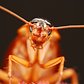 Cockroach!