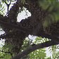 Large Swarm Of Bees In A Tree In Bronx Neighborhood