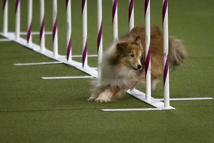 A dog competes in a Westminster show event on February 14, 2015.