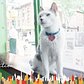 This Cat Runs A Real Estate Office In Brooklyn | The Dodo City Pets