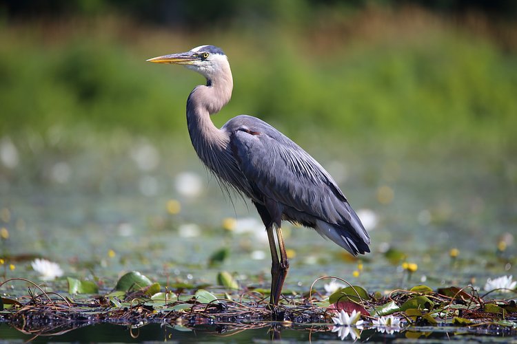 Great Blue Heron