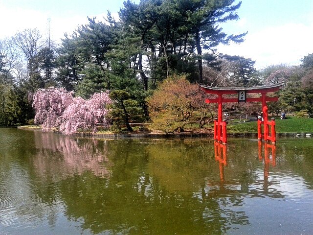 Cherry clouds | Sakura tree and a Japanese red "torii" or a Shinto shrine gate.In Japan, cherry blossoms symbolize clouds due to their nature of blooming "en masse".
