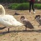 Swan family on parade in Seaside Wildlife Nature Park