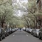 The old Upper West Side 17 | Callery pear trees blooming on West 69th Street, of "You've Got Mail" fame.