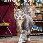 Shop Cats of New York