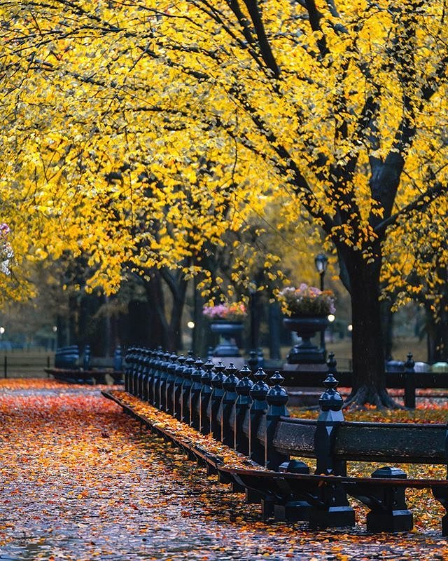 The Mall in Central Park