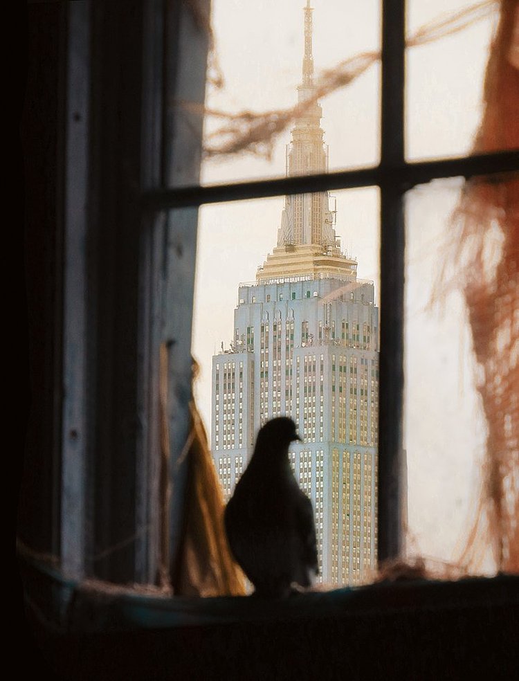 The New York Pigeon: Behind the Feathers