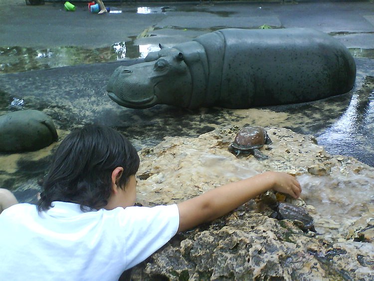 Hippo Playground - Riverside Park, NY | Nice playground, full of shade in the summer. Hippos, turtles, and other critters inhabit this park...