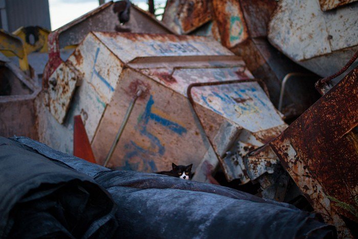 Clowney Face peers out from heavy machinery at an industrial site near the NY Sanitation garage in Sunset Park, Brooklyn. Joe has named almost all the cats in his colonies, including Smokey, Potato, Hunter, The Half, The Lip, The Hiss, The Cryer, Trouble, White Foot, Smudge, Fussy, Tough Guy, Vine, Ears, Teddy, Mackenzie, Drool, and Tiger.