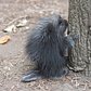 North American Porcupine Born at WCS’s Bronx Zoo