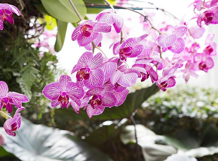 Orchids are unlike any other plant. “There are orchids that attach themselves to tree branches,” said Hachadourian. “The idea that an orchid is so difficult and delicate, but really can hang off the branches in the tropics and bloom makes them seem like they’re extreme plants.”