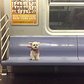 Taking the subway to doggyville