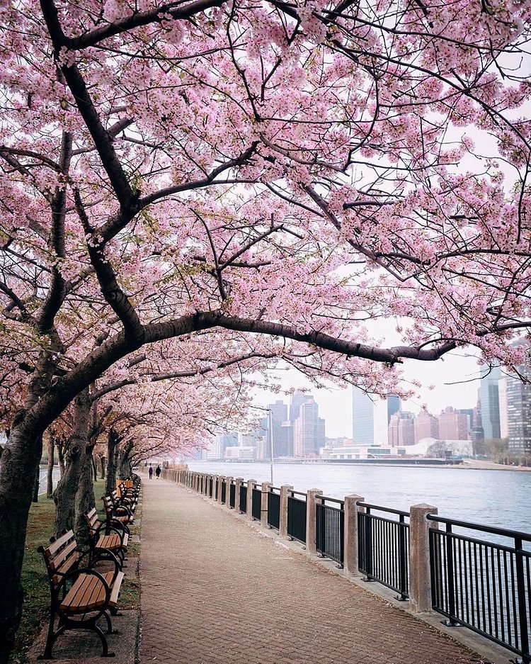 Cherry Walk, Roosevelt Island, Manhattan