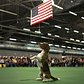 Thunder, a Beagle from Bangkok, Thailand, rises up on its hind legs in the ring during judging in the Hound Group at the Westminster show on February 16, 2015.