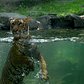 Azul in the Pool | Bronx Zoo Tiger Mountain