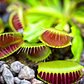 NYBG Facts: Carnivorous Plants