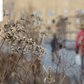 Towering Husks (14/365) | Once lining the High Line with colorful flowers and green foliage, all that remains are the dried husks of these plants.