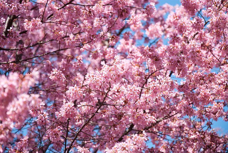 Pink Flowers | Pink flowers under the sun in Flushing Meadows, New York City.