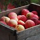 Box of fresh picked apples